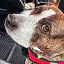 dog, close_up, brown_eyes, red_harness, car_interior, seat, keys, floor_mat, pet, animal, canine, fur, snout, ear, leash, travel, vehicle, companion, curious, domestic_animal