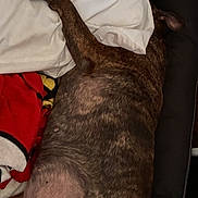 Mamaz Marie Ruiz is registered to the contest to win money with this photo: animal, black, blanket, brindle, brown, couch, cozy, dog, ear, fur, indoor, laying_down, pet, pillow, red, relaxed, resting, sleeping, white, yellow