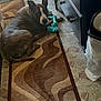 Mamaz Marie Ruiz joined the competition — help win amazing prizes! dog, indoor, rug, toy, furniture, floor, brindle, pet, relaxed, home, cabinet, slippers, trash_can, pattern, light, cozy, animal, comfort, resting, living_room