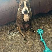 Mamaz Marie Ruiz joined the competition — help win amazing prizes! dog, brindle, pet, indoor, couch, floor, toy, rope_toy, brown, white, fur, ears, sitting, looking, animal, home, pillow, pattern, texture, waiting