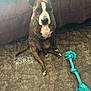 dog, brindle, pet, indoor, couch, floor, toy, rope_toy, brown, white, fur, ears, sitting, looking, animal, home, pillow, pattern, texture, waiting