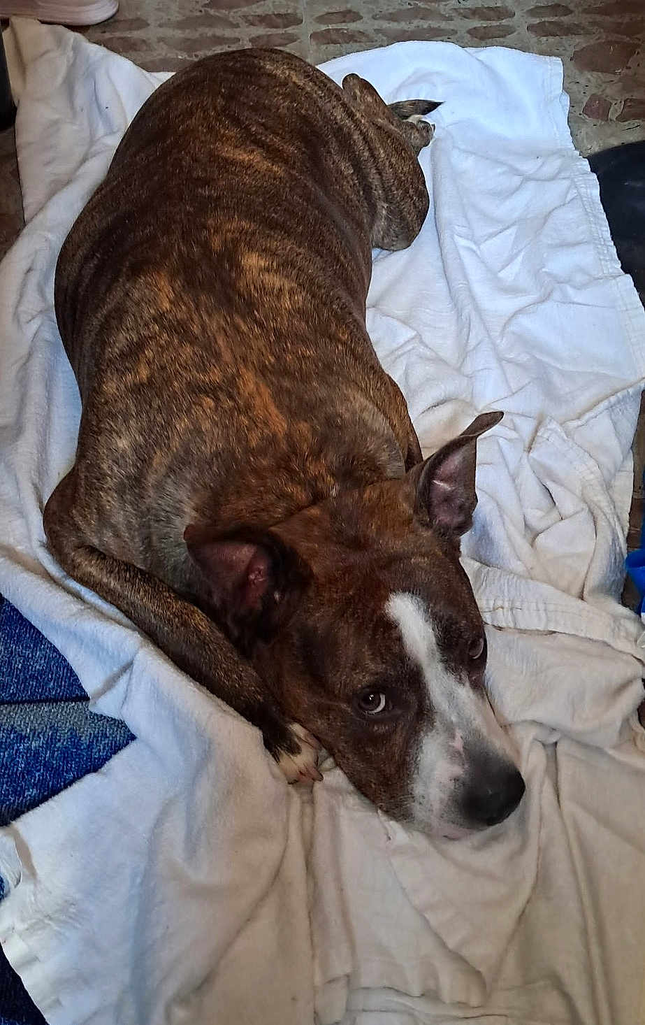 Mamaz Marie Ruiz joined the competition — help win amazing prizes! dog, brindle, lying_down, towel, indoor, floor, pet, canine, resting, brown, white_markings, ears, eyes, snout, fur, domestic_animal, relaxed, animal, portrait, closeup