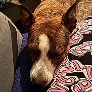 Mamaz Marie Ruiz joined the competition — help win amazing prizes! dog, brindle, close_up, resting, ears, face, nose, legs, patterned_pants, pink, black, grey, fabric, indoor, cozy, pet, animal, fur, warm_lighting, expression