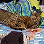 Tryp And Zyp is registered to the contest to win money with this photo: cat, tabby_cat, two_cats, bed, blanket, plaid, clothing, indoor, cozy, pet, feline, whiskers, paws, collar, resting, loafing, fur, bedding, bedroom, furniture