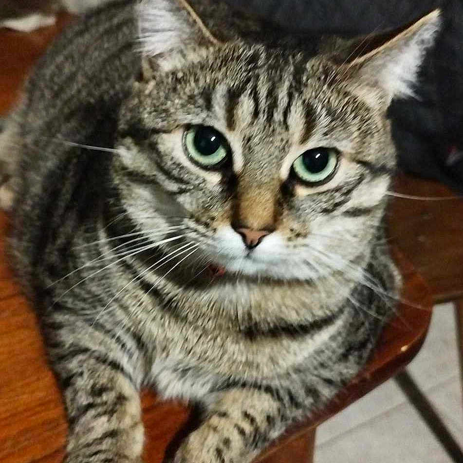 Kalinette