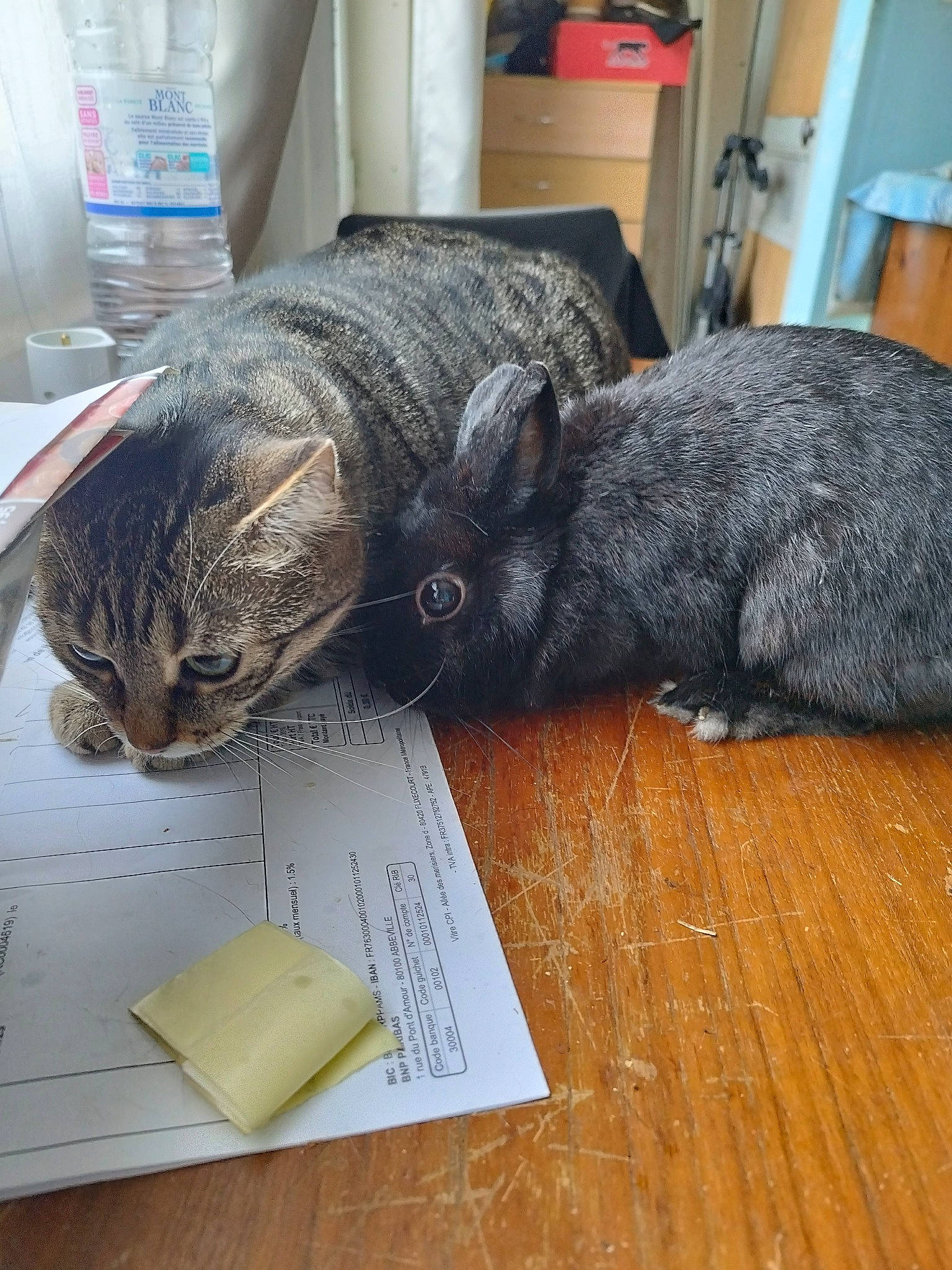 Kalinette participe au concours pour gagner de l'argent avec cette photo : carnivore, cat, comfort, domestic_short_haired_cat, felidae, flooring, fur, handwriting, hardwood, nap, post_it_note, small_to_medium_sized_cats, snout, tail, terrestrial_animal, varnish, whiskers, wood, wood_stain, writing