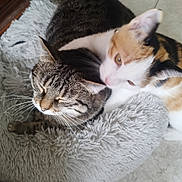 Kalinette a rejoint le concours — aidez-le/la à gagner de superbes lots ! animal, bed, calico_cat, cat, closeup, cozy, cute, domestic_animal, ears, feline, fluffy, fur, gray, indoor, pet, resting, sleepy, snuggling, tabby_cat, whiskers