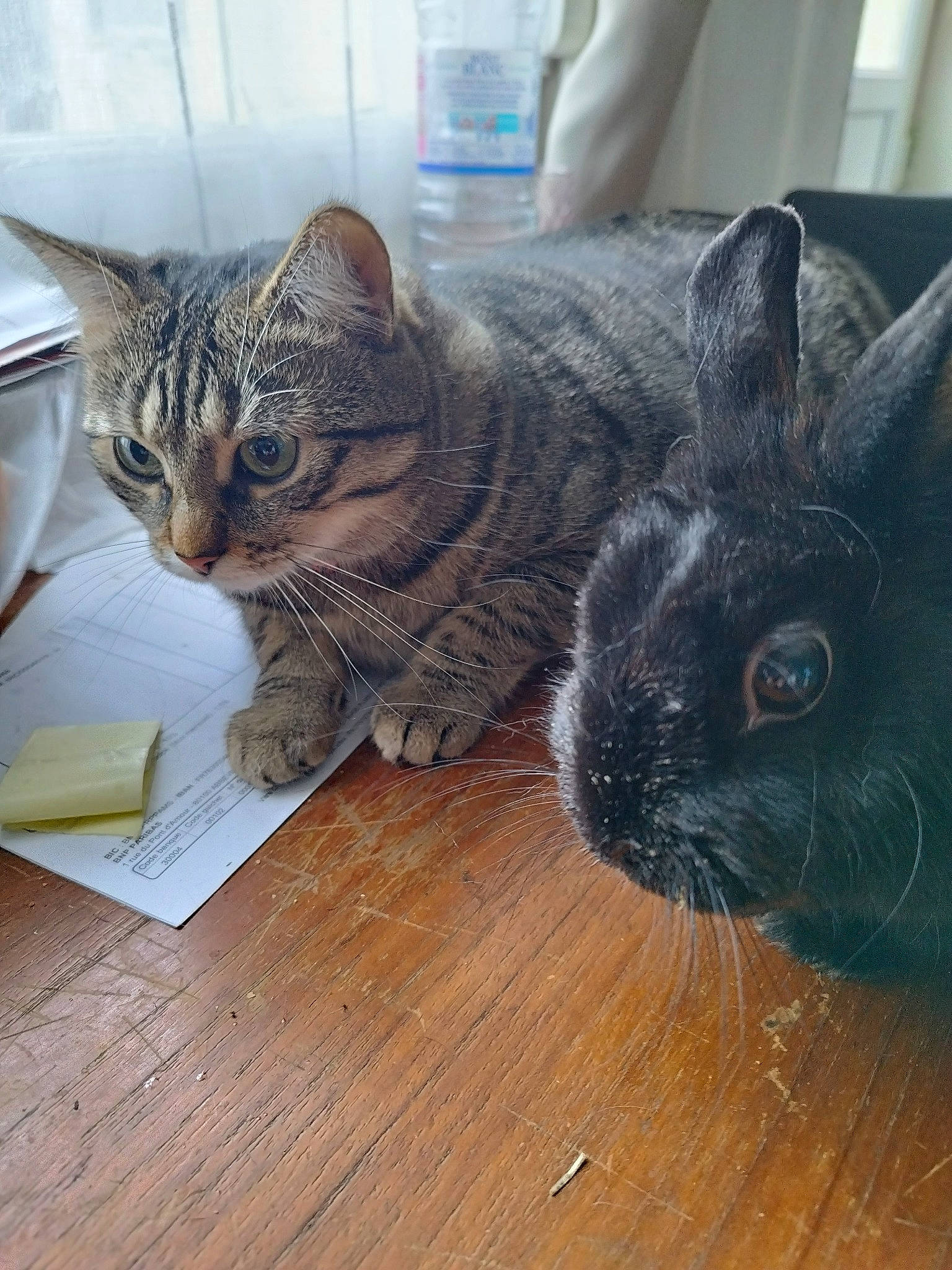 Kalinette participe au concours pour gagner de l'argent avec cette photo : carnivore, cat, comfort, domestic_short_haired_cat, ear, felidae, flooring, fur, grey, hardwood, rabbit, small_to_medium_sized_cats, snout, tail, terrestrial_animal, varnish, whiskers, wood, wood_flooring, wood_stain