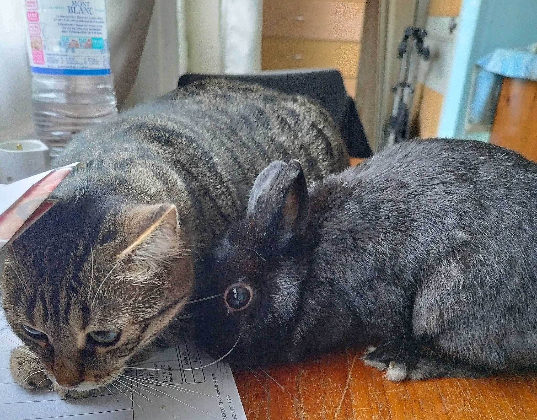 Kalinette participe au concours pour gagner de l'argent avec cette photo : bottle, bottled_water, cat, comfort, distilled_water, domestic_rabbit, domestic_short_haired_cat, drinking_water, ear, felidae, fur, mineral_water, plastic_bottle, rabbit, rabbits_and_hares, small_to_medium_sized_cats, snout, terrestrial_animal, water_bottle, whiskers
