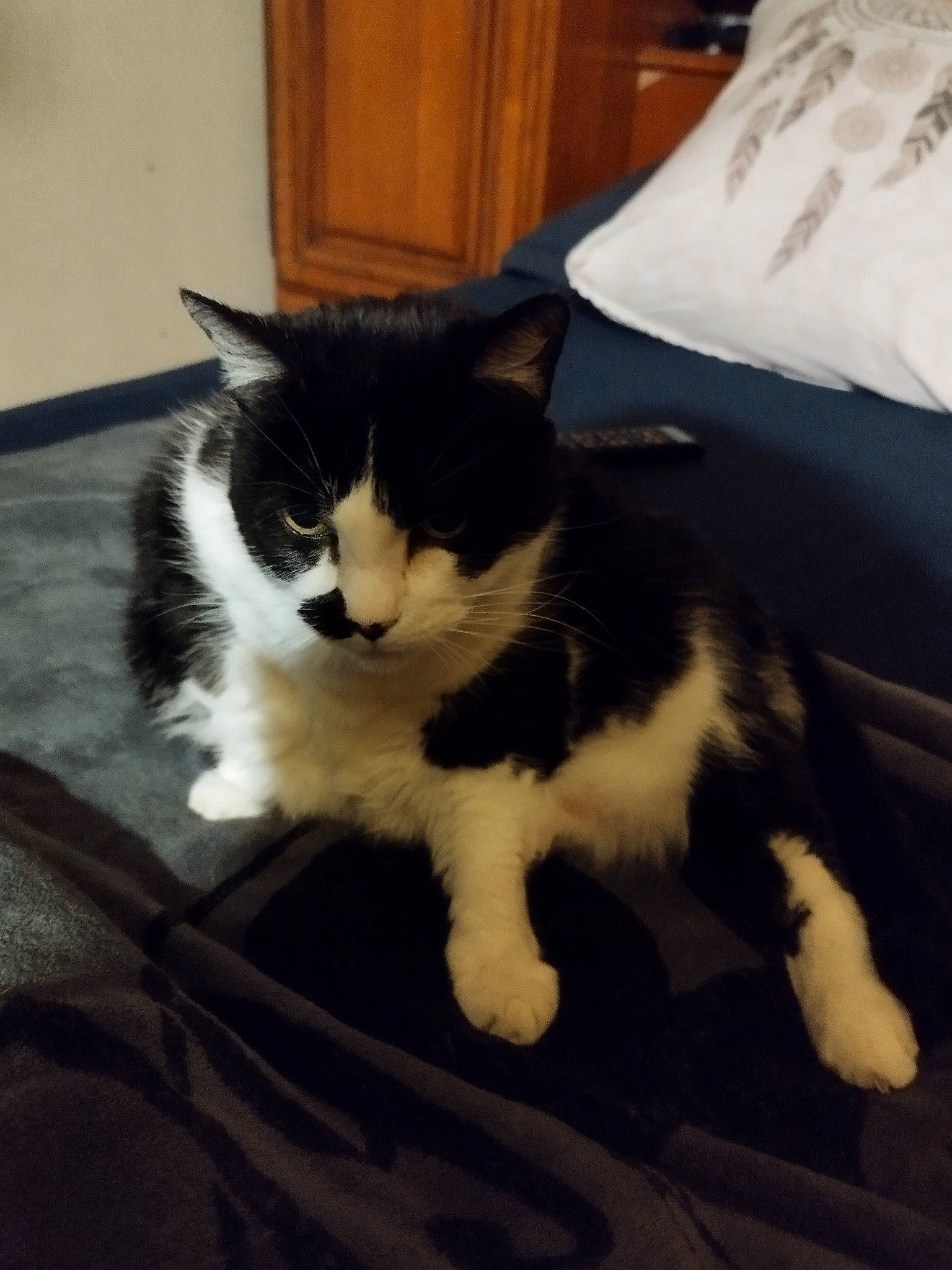 Fouine participe au concours pour gagner de l'argent avec cette photo : carnivore, cat, claw, comfort, domestic_short_haired_cat, felidae, flooring, foot, fur, hardwood, human_leg, linens, paw, room, small_to_medium_sized_cats, tail, terrestrial_animal, whiskers, wood