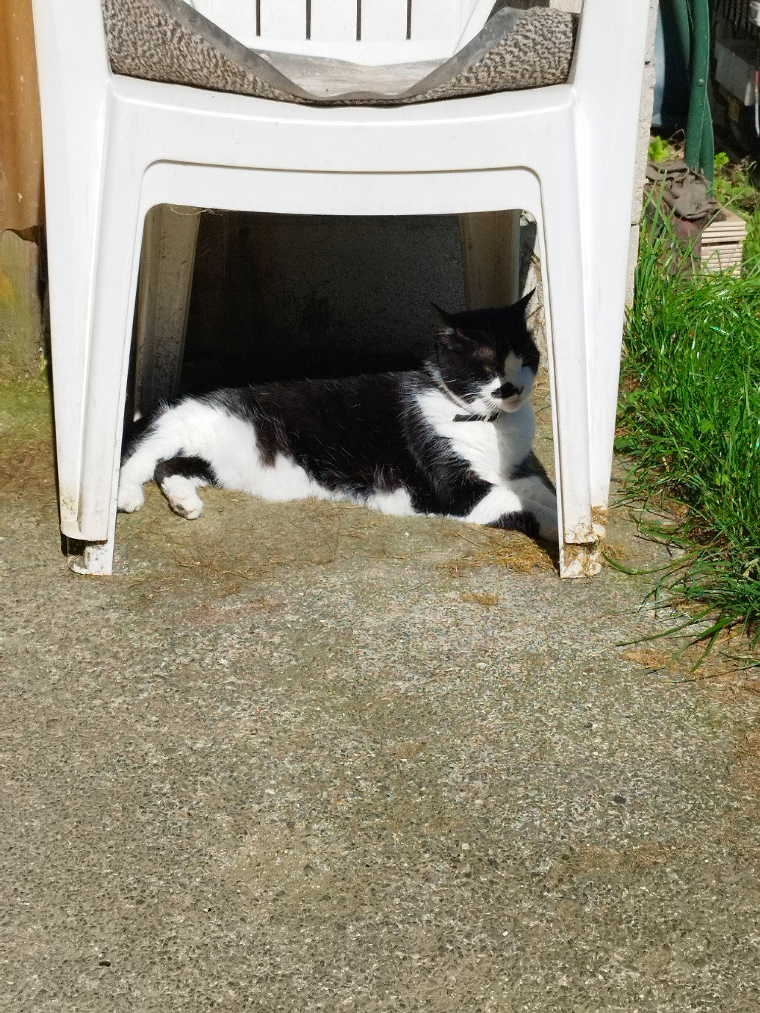 Fouine participe au concours pour gagner de l'argent avec cette photo : asphalt, automotive_tire, carnivore, cat, chair, comfort, domestic_short_haired_cat, felidae, flooring, fur, grass, outdoor_furniture, road, road_surface, sidewalk, sitting, small_to_medium_sized_cats, soil, tail, whiskers