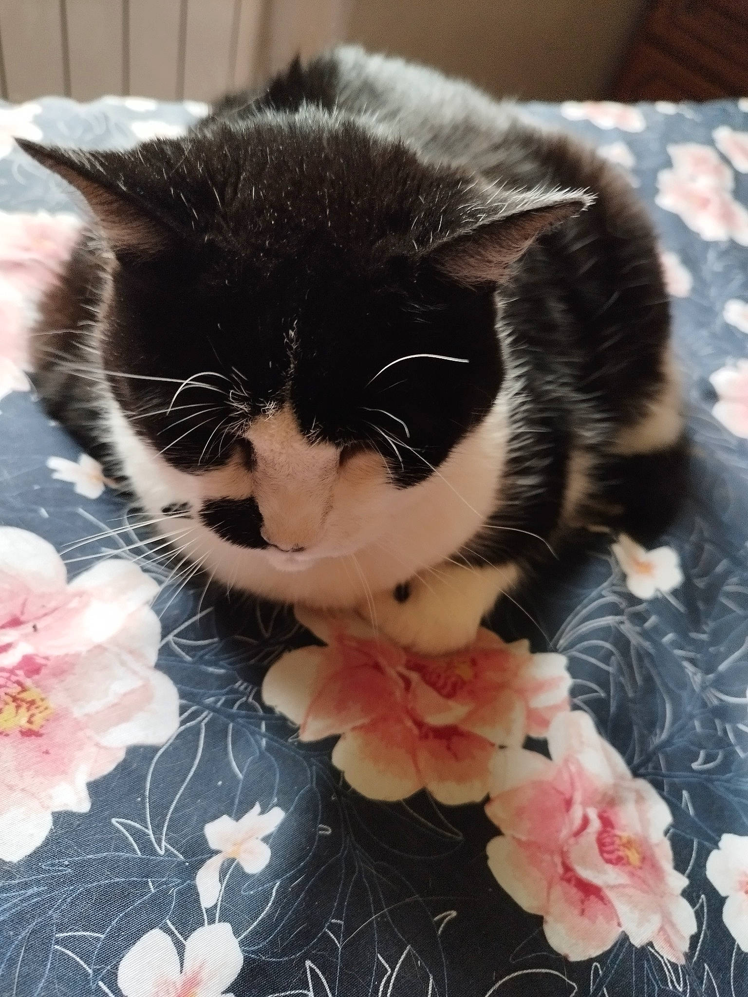 Fouine participe au concours pour gagner de l'argent avec cette photo : carnivore, cat, claw, comfort, domestic_short_haired_cat, felidae, floral_design, flower, flowering_plant, fur, linens, paper_product, pattern, paw, petal, plant, small_to_medium_sized_cats, tail, textile, whiskers