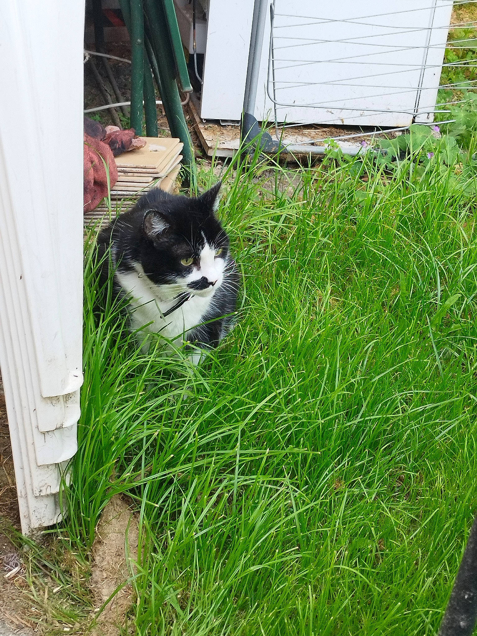 Fouine a rejoint le concours — aidez-le/la à gagner de superbes lots ! carnivore, cat, chair, domestic_short_haired_cat, felidae, fur, garden, grass, grass_family, groundcover, herb, herbaceous_plant, lawn, plant, small_to_medium_sized_cats, soil, tail, terrestrial_animal, whiskers, yard