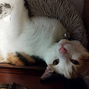 Minny a rejoint le concours — aidez-le/la à gagner de superbes lots ! animal, bed, cat, closeup, collar, curious, cute, domestic, feline, fluffy, fur, indoor, orange, pet, portrait, relaxed, resting, soft, whiskers, white