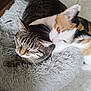 animal, bed, calico_cat, cat, closeup, cozy, cute, domestic_animal, ears, feline, fluffy, fur, gray, indoor, pet, resting, sleepy, snuggling, tabby_cat, whiskers