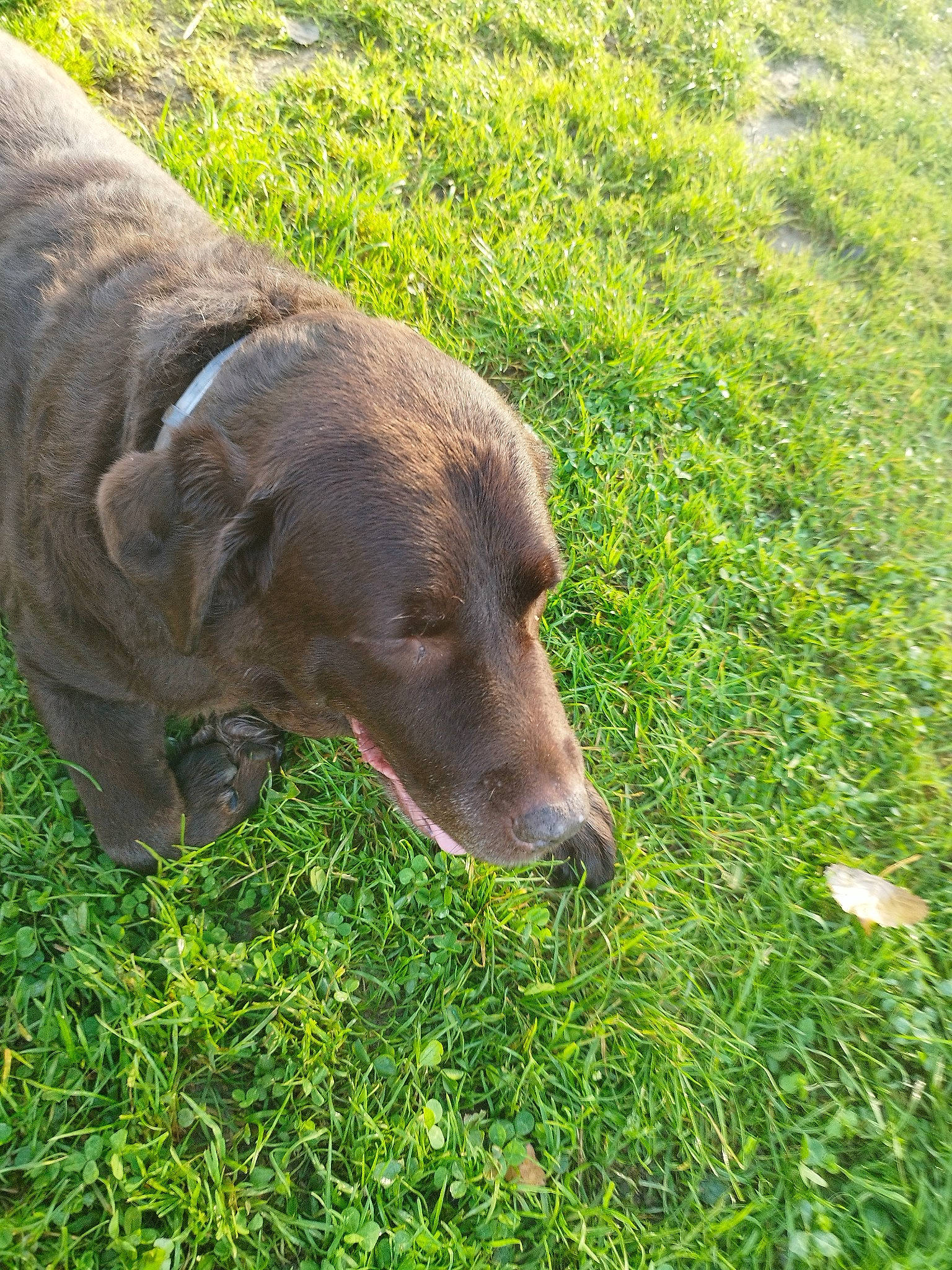 Faby participe au concours pour gagner de l'argent avec cette photo : carnivore, collar, companion_dog, dog, dog_breed, dog_collar, fawn, grass, grassland, groundcover, gun_dog, liver, pasture, plant, pointing_breed, sporting_group, tail, terrestrial_animal, whiskers, working_animal