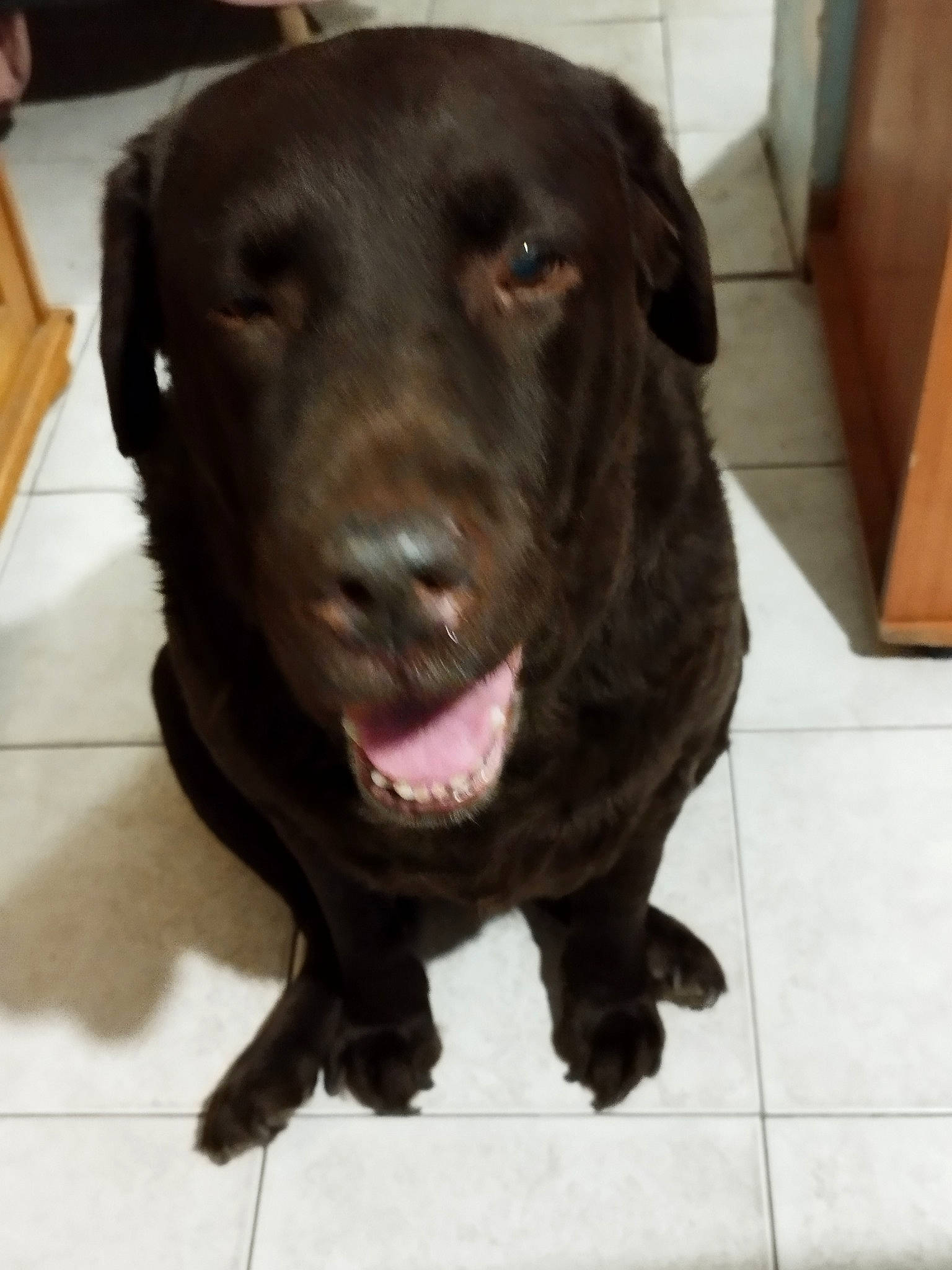 Faby participe au concours pour gagner de l'argent avec cette photo : borador, canidae, carnivore, collar, companion_dog, dog, dog_breed, dog_collar, flooring, fur, gun_dog, hardwood, hunting_dog, liver, snout, sporting_group, whiskers, working_animal