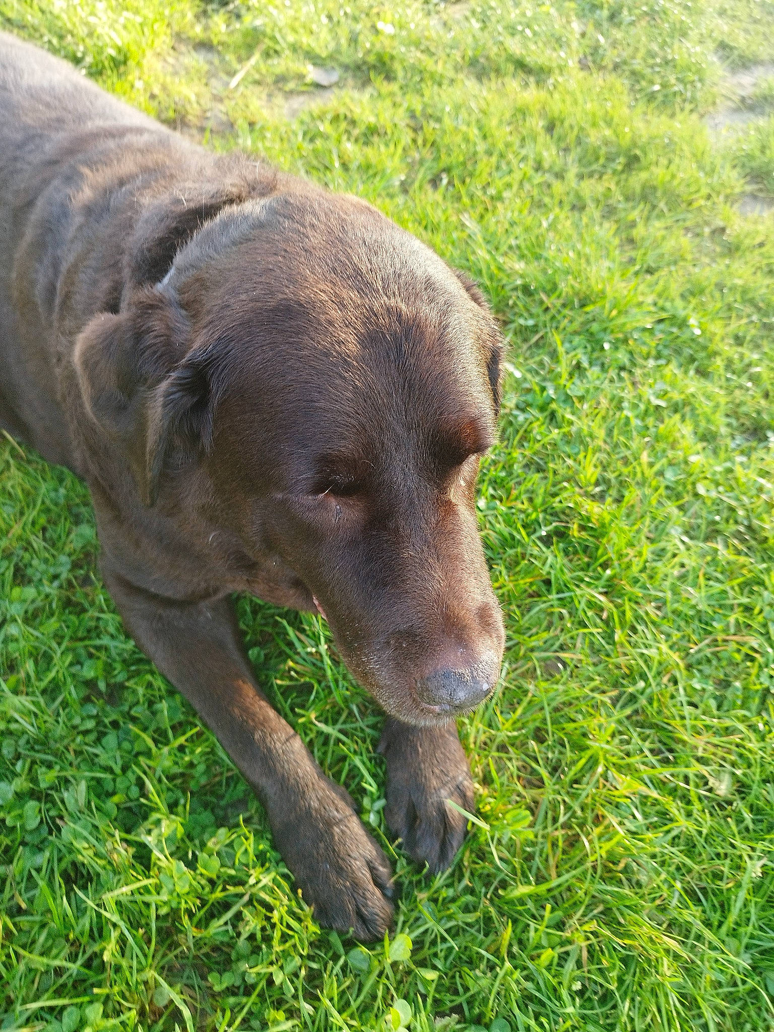 Faby participe au concours pour gagner de l'argent avec cette photo : canidae, carnivore, dog, dog_breed, fawn, grass, grassland, groundcover, gun_dog, liver, pasture, plant, pointing_breed, prairie, snout, sporting_group, tail, terrestrial_animal, whiskers, working_animal