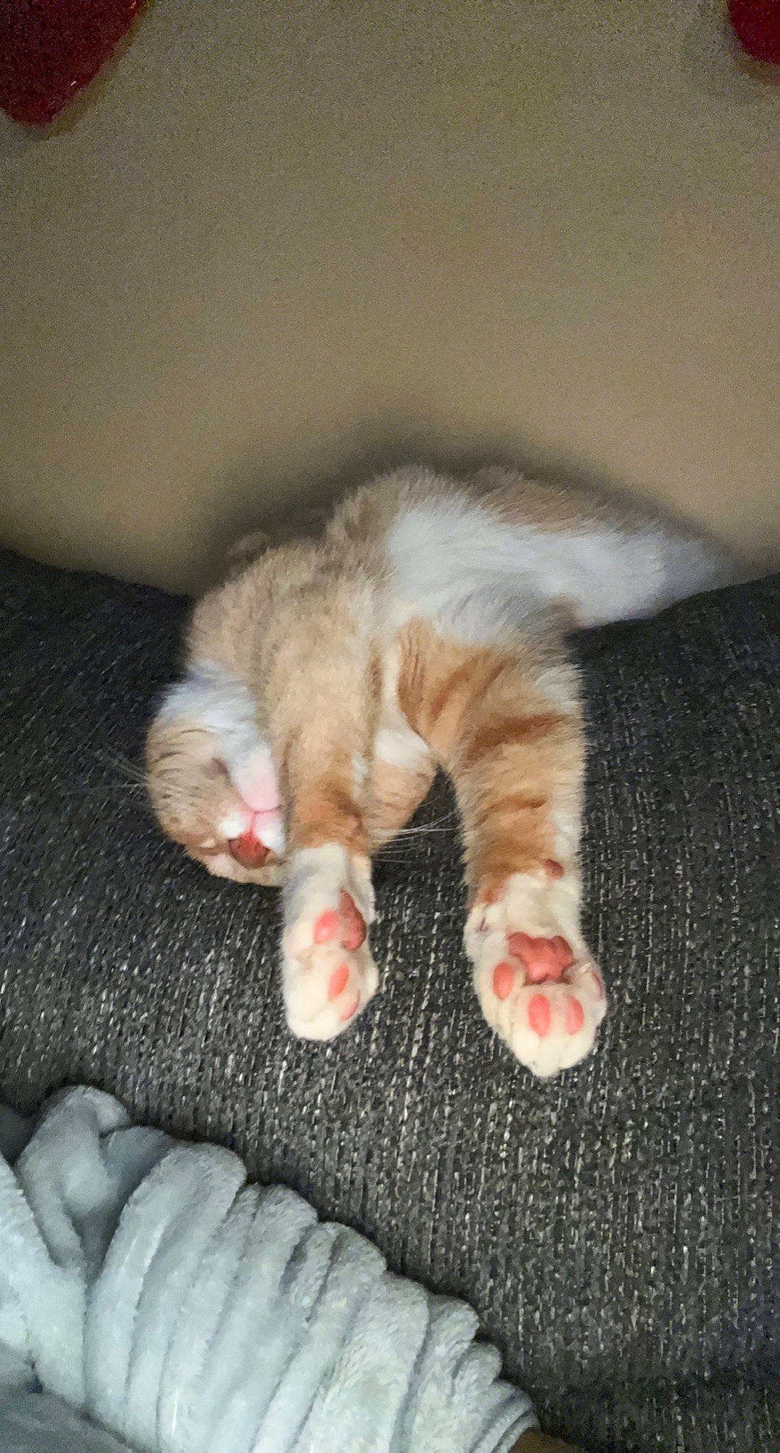 Kurama is registered to the contest to win money with this photo: carnivore, cat, claw, close_up, comfort, domestic_short_haired_cat, fawn, felidae, foot, fur, gesture, nail, nap, paw, small_to_medium_sized_cats, snout, tail, textile, toe, whiskers