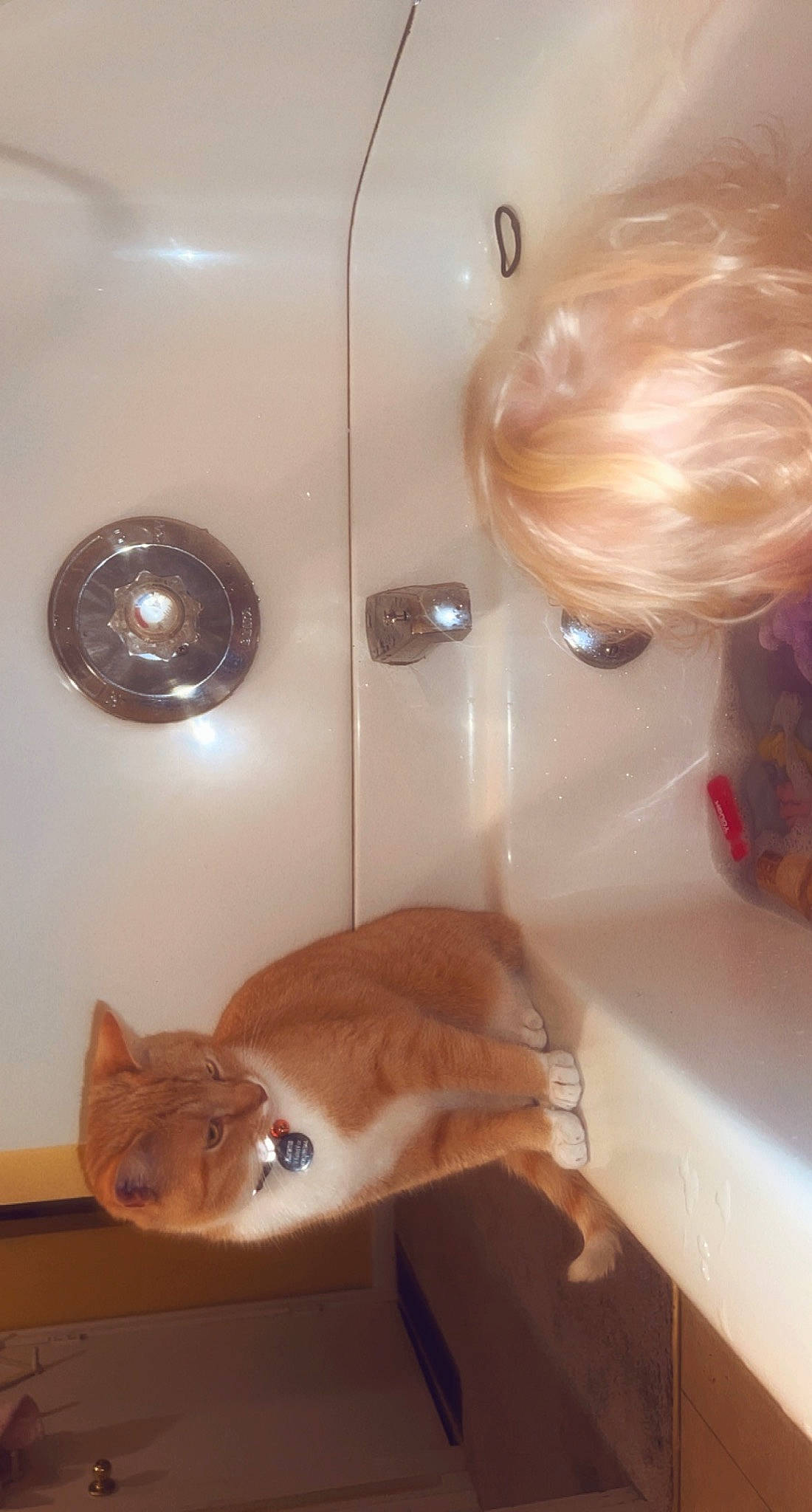 Kurama is registered to the contest to win money with this photo: brown, cabinetry, carnivore, cat, door_handle, drawer, fawn, felidae, floor, flooring, hardwood, home_appliance, interior_design, lighting, peach, room, small_to_medium_sized_cats, whiskers, white, wood