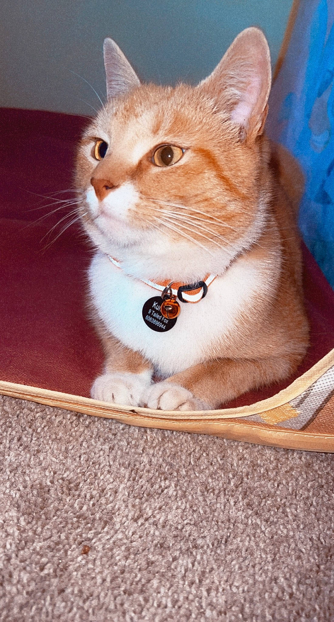 Kurama joined the competition — help win amazing prizes! box, carnivore, cat, cat_supply, collar, domestic_short_haired_cat, fawn, felidae, fur, paw, pet_supply, small_to_medium_sized_cats, snout, tail, whiskers, window, wood