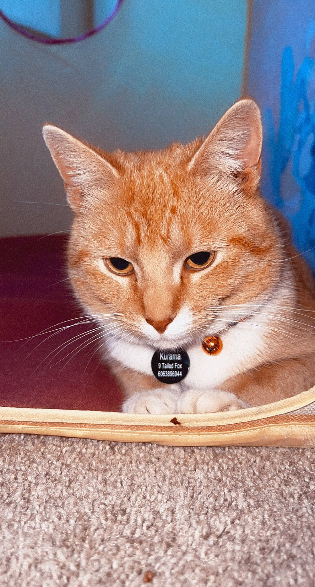 Kurama joined the competition — help win amazing prizes! art, box, carnivore, cat, cat_supply, collar, domestic_short_haired_cat, fawn, felidae, fur, paw, pet_supply, photo_caption, rectangle, small_to_medium_sized_cats, snout, tail, whiskers, window, wood