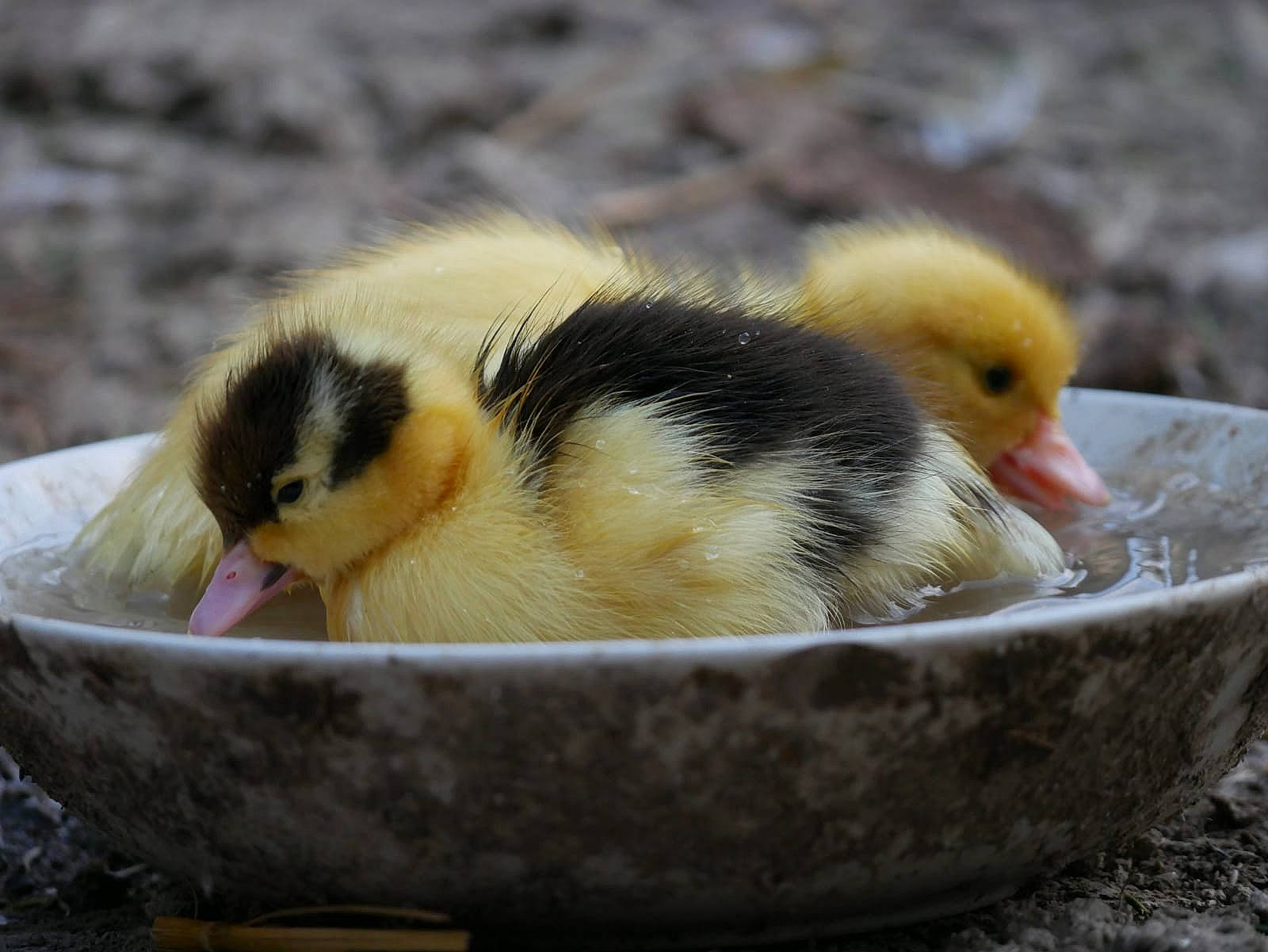 Picsoulecanard participe au concours pour gagner de l'argent avec cette photo : _geese_and_swans, adaptation, beak, bird, duck, ducks, livestock, poultry, vertebrate, water_bird, waterfowl, wildlife