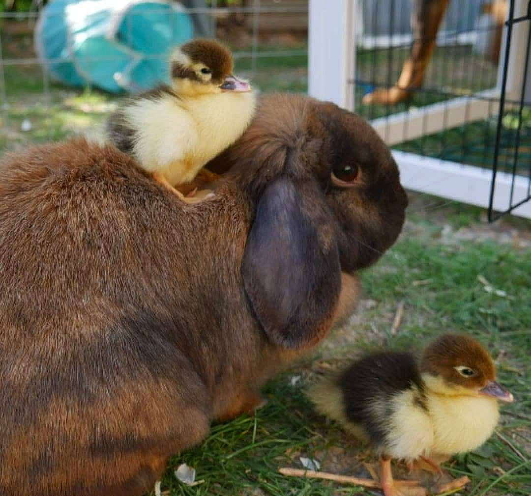 Picsoulecanard participe au concours pour gagner de l'argent avec cette photo : adaptation, animal_shelter, beak, bird, domestic_rabbit, grass, guinea_pig, hare, organism, plant, rabbit, rabbits_and_hares, vertebrate, wildlife