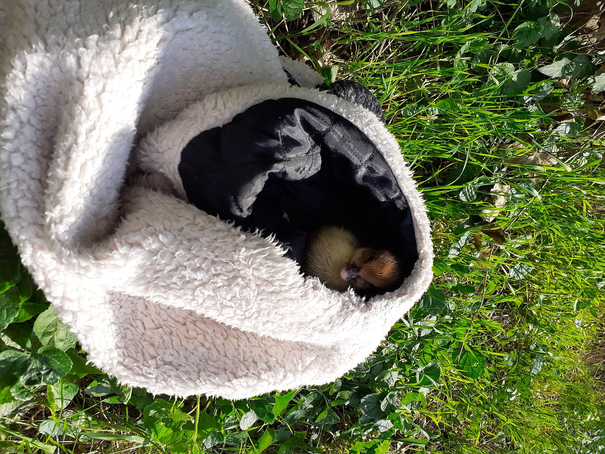 Picsoulecanard participe au concours pour gagner de l'argent avec cette photo : canidae, carnivore, companion_dog, fur, grass, puppy, snout