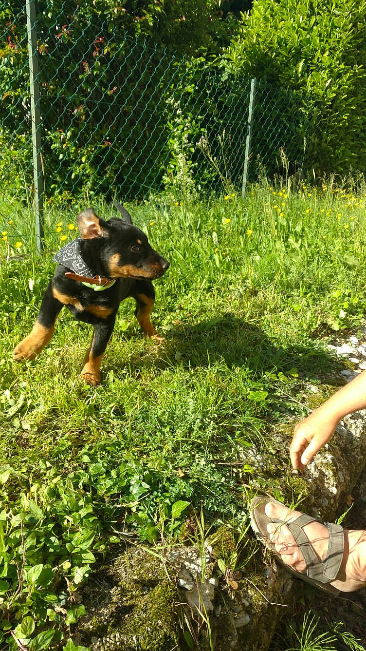 Patoune participe au concours pour gagner de l'argent avec cette photo : canidae, carnivore, dog, dog_breed, fawn, grass, guard_dog, hunting_dog, jagdterrier, miniature_pinscher, plant, rottweiler, working_dog