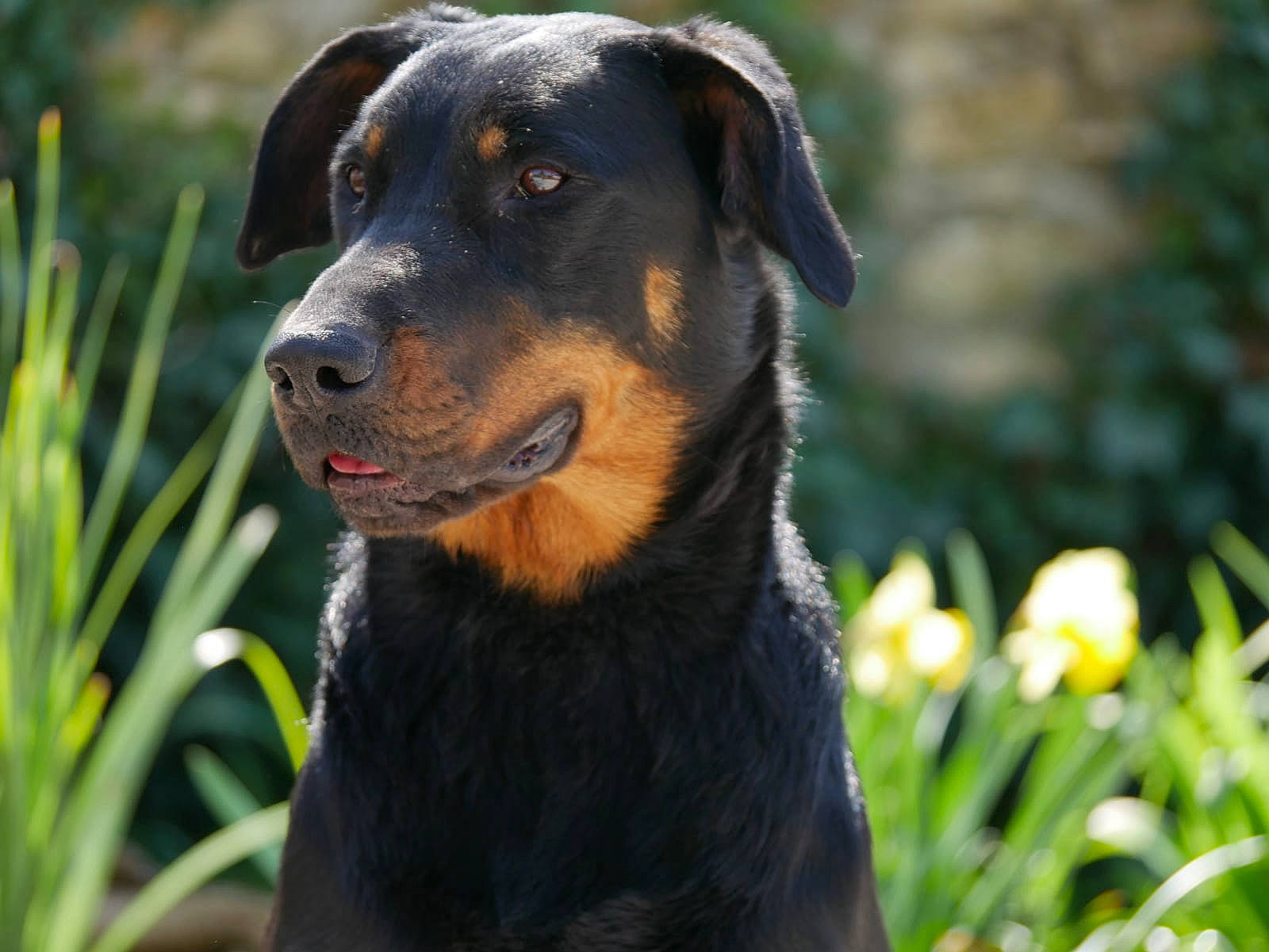 Patoune a rejoint le concours — aidez-le/la à gagner de superbes lots ! austrian_black_and_tan_hound, beauceron, canidae, carnivore, companion_dog, dog, dog_breed, guard_dog, huntaway, hunting_dog, mammal, pinscher, plant, rottweiler, vertebrate, working_dog