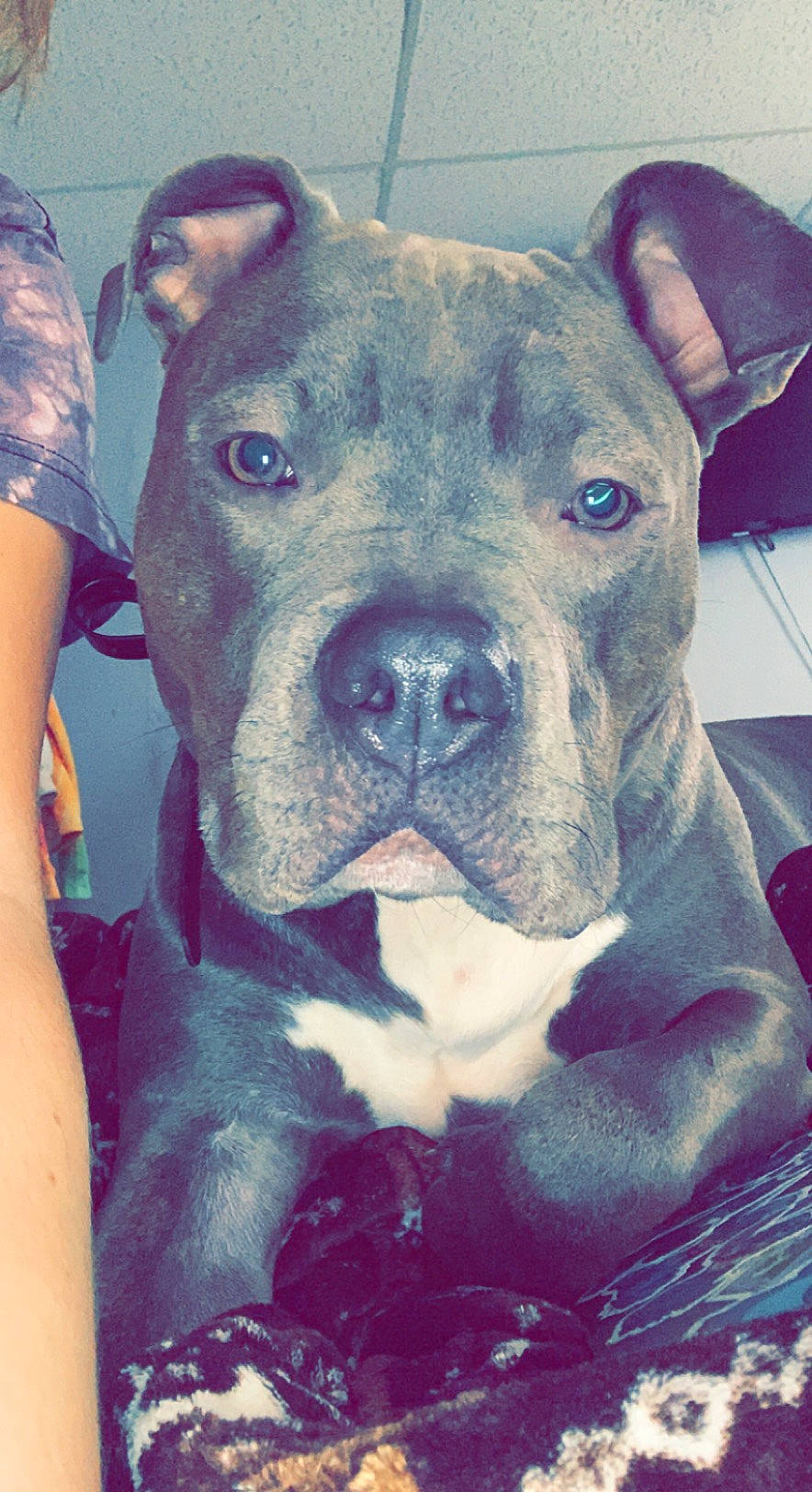 Dunkin joined the competition — help win amazing prizes! canidae, carnivore, collar, companion_dog, dog, dog_breed, electric_blue, fawn, fur, non_sporting_group, selfie, snout, sporting_group, whiskers, working_animal, working_dog