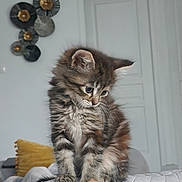 Angel a rejoint le concours — aidez-le/la à gagner de superbes lots ! kitten, cat, furry, indoor, quilt, pillow, decor, curious, pet, animal, soft, cute, fluffy, young, tabby, fur, whiskers, ears, sitting, cozy