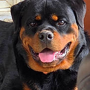 Bruno joined the competition — help win amazing prizes! rottweiler, dog, pet, animal, canine, close_up, smiling, tongue_out, indoor, fur, black_fur, tan_fur, happy, portrait, face, ears, window, background, domestic, friendly