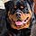 Bruno
