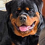 rottweiler, dog, pet, animal, canine, close_up, smiling, tongue_out, indoor, fur, black_fur, tan_fur, happy, portrait, face, ears, window, background, domestic, friendly