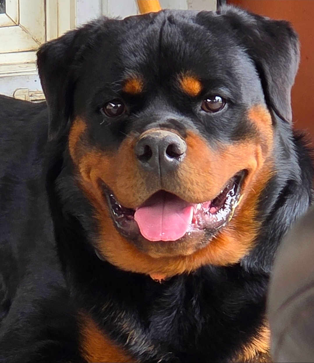 Bruno