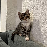 Nala participe au concours pour gagner de l'argent avec cette photo : animal, cat, couch, curious, cute, domestic_animal, feline, green_couch, home, indoor, kitten, pet, shadow, sitting, small, soft_light, tabby, texture, white_wall, young_animal