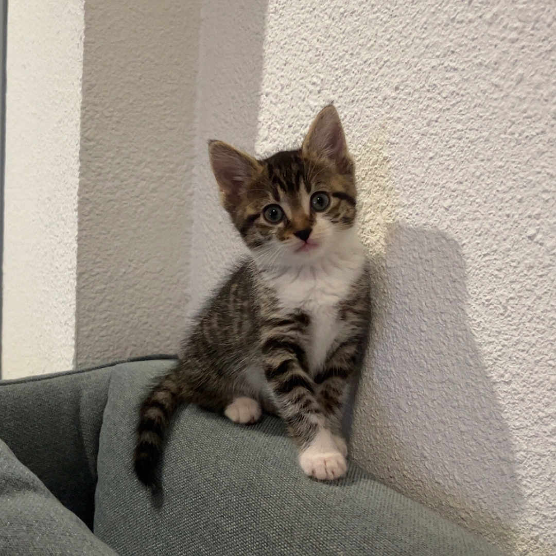 Nala participe au concours pour gagner de l'argent avec cette photo : animal, cat, couch, curious, cute, domestic_animal, feline, green_couch, home, indoor, kitten, pet, shadow, sitting, small, soft_light, tabby, texture, white_wall, young_animal