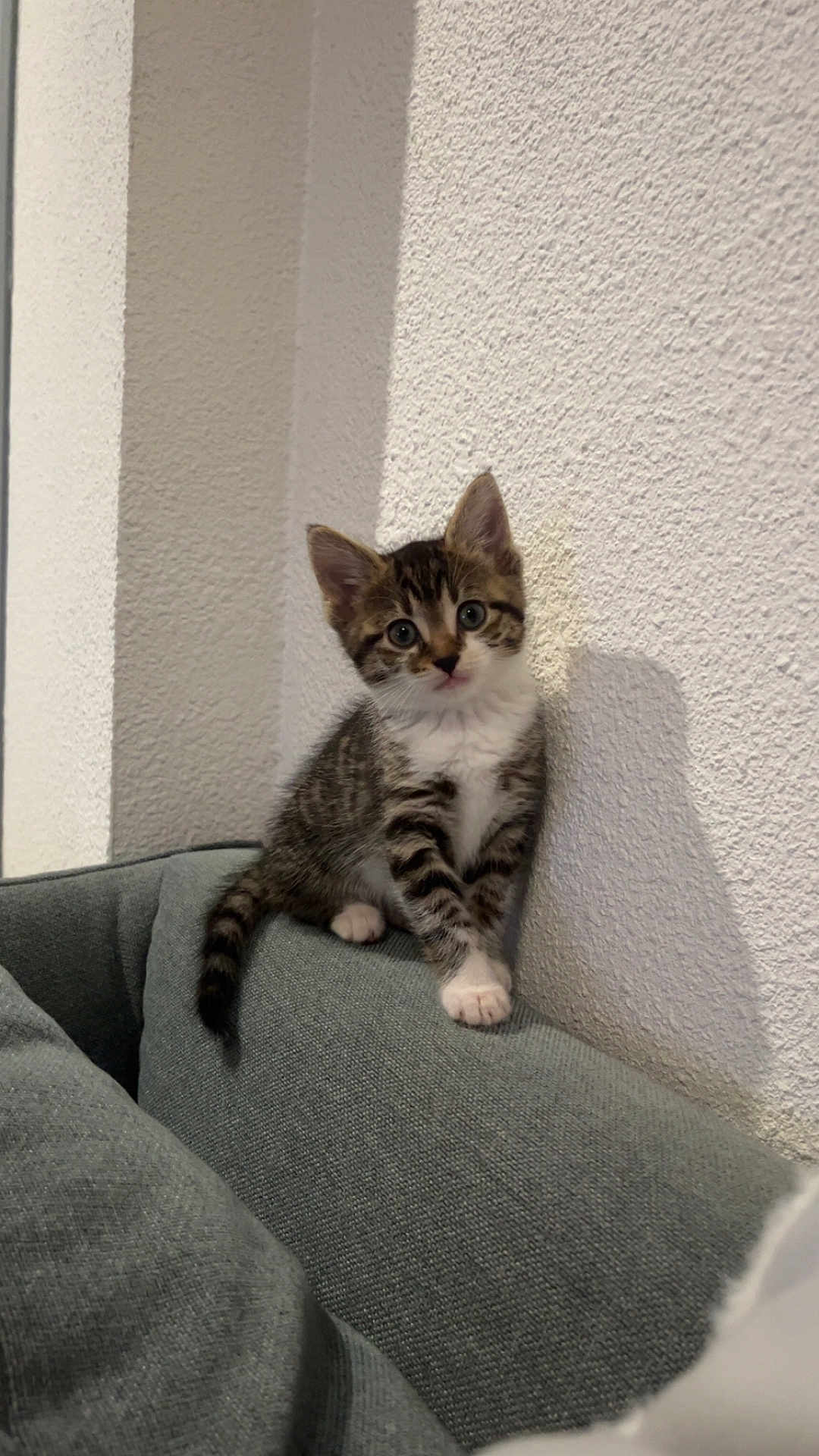 Nala participe au concours pour gagner de l'argent avec cette photo : animal, cat, couch, curious, cute, domestic_animal, feline, green_couch, home, indoor, kitten, pet, shadow, sitting, small, soft_light, tabby, texture, white_wall, young_animal