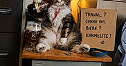 Lola a rejoint le concours — aidez-le/la à gagner de superbes lots ! cat, beer, bottle, glass, desk, lamp, sign, furniture, indoor, pet, animal, playful, relaxed, brown, white, tabby, sitting, funny, drinking, home