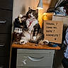 cat, beer, bottle, glass, desk, lamp, sign, furniture, indoor, pet, animal, playful, relaxed, brown, white, tabby, sitting, funny, drinking, home