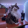 Lola participe au concours pour gagner de l'argent avec cette photo : cat, fluffy, desk, wooden_surface, indoor, led_lights, mirror, photograph, remote_control, electronic_device, power_strip, cord, furniture, pet, animal, white_paws, curious, sitting, home, cozy