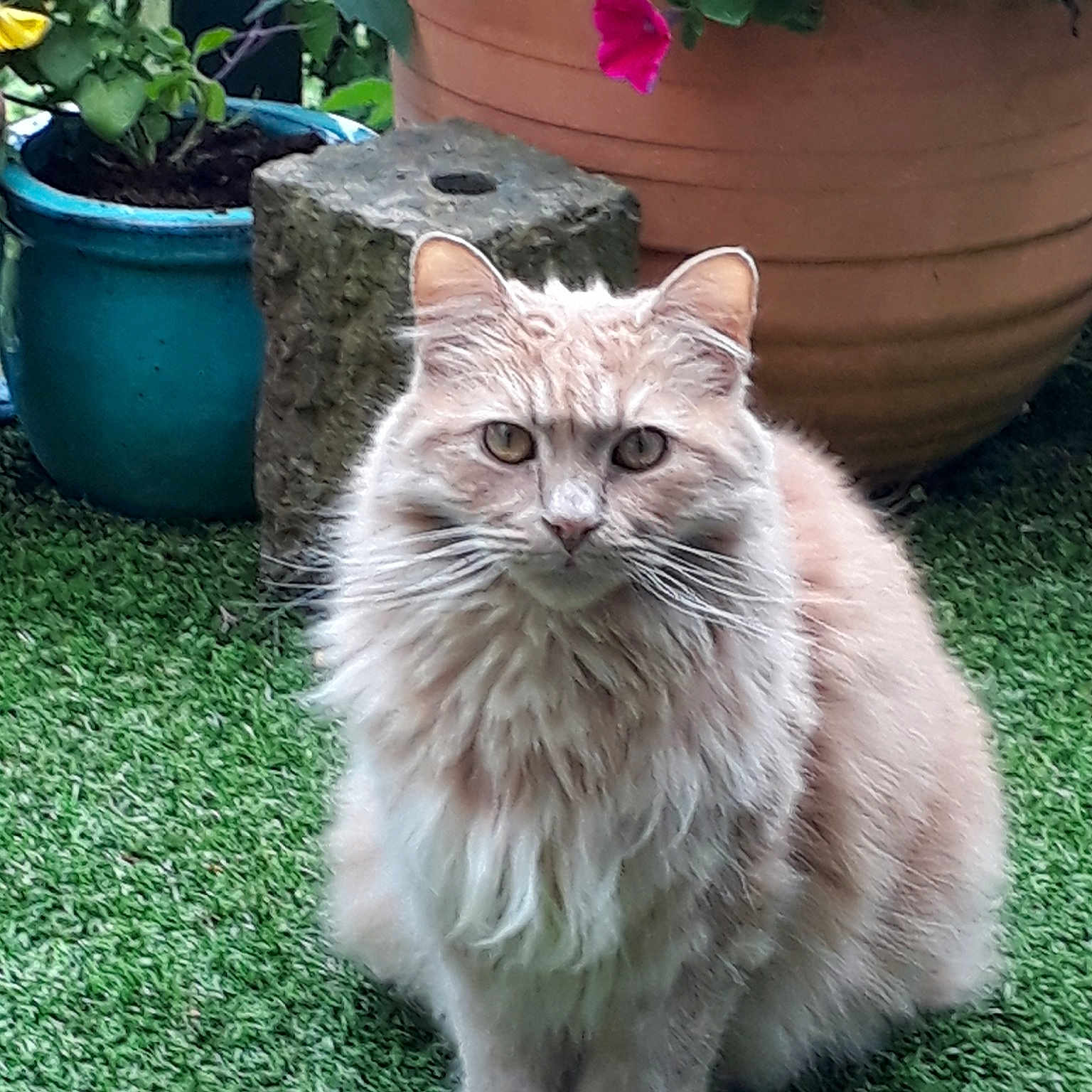 Cecil joined the competition — help win amazing prizes! asian_semi_longhair, british_semi_longhair, cat, cat_like_mammal, domestic_long_haired_cat, domestic_short_haired_cat, fauna, grass, kitten, mammal, nebelung, norwegian_forest_cat, plant, ragamuffin, siberian, small_to_medium_sized_cats, snout, whiskers