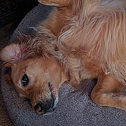 Joy joined the competition — help win amazing prizes! dog, golden_retriever, lying_down, pet, fluffy, fur, relaxed, cozy, cushion, indoor, close_up, animal, resting, canine, companion, cute, sleepy, brown, soft, portrait