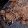 dog, golden_retriever, lying_down, pet, fluffy, fur, relaxed, cozy, cushion, indoor, close_up, animal, resting, canine, companion, cute, sleepy, brown, soft, portrait