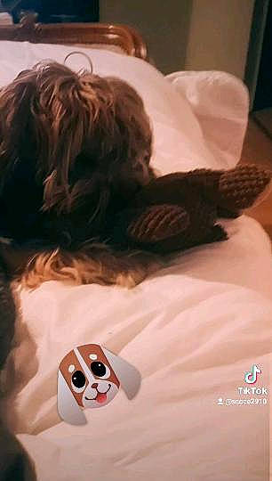 Heïko a rejoint le concours — aidez-le/la à gagner de superbes lots ! beard, bed, brown_hair, comfort, companion_dog, finger, flesh, fur, gadget, gesture, human_leg, linens, long_hair, nail, nap, neck, sleeve, t_shirt, thumb, white