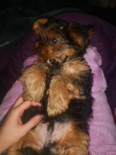 Heïko a rejoint le concours — aidez-le/la à gagner de superbes lots ! canidae, carnivore, comfort, companion_dog, dog, dog_breed, dog_supply, ear, fawn, fur, liver, nap, paw, puppy_love, small_terrier, sporting_group, terrier, toy_dog, working_animal, yorkipoo