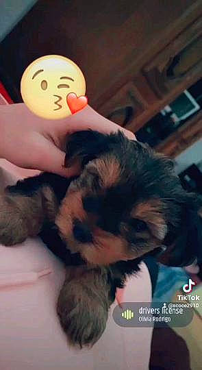 Heïko participe au concours pour gagner de l'argent avec cette photo : ball, child, comfort, companion_dog, dog_breed, ear, fur, gesture, happy, nail, nose, plush, skin, stuffed_toy, thumb, toy