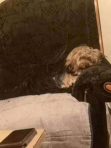 Heïko participe au concours pour gagner de l'argent avec cette photo : canidae, carnivore, comfort, companion_dog, dog, dog_breed, flooring, fur, gadget, hardwood, liver, mobile_phone, office_equipment, rectangle, room, sporting_group, terrier, tints_and_shades, toy_dog, wood